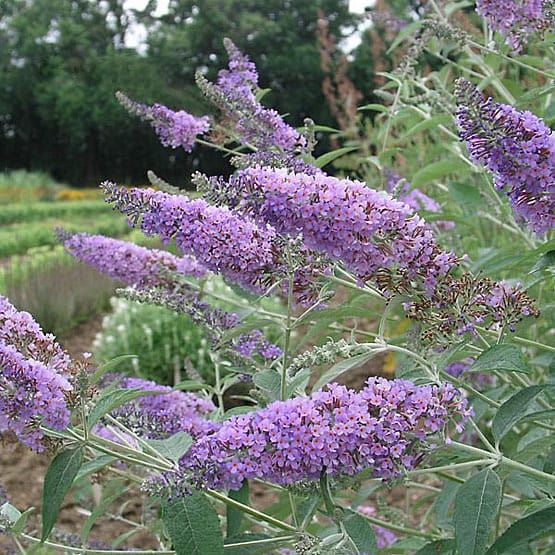 From California Sunshine to Swedish Snow: My Secret to a Garden That Keeps on Giving