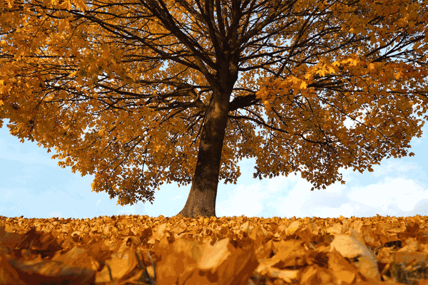 Fall Color is a Tapestry of Colored Leaves