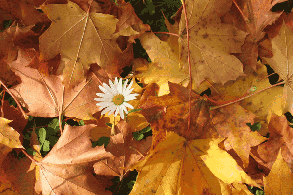 Take Action in Autumn for Winter