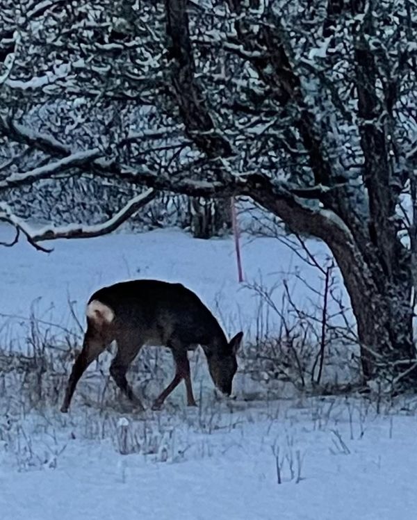 Gardening with Wildlife