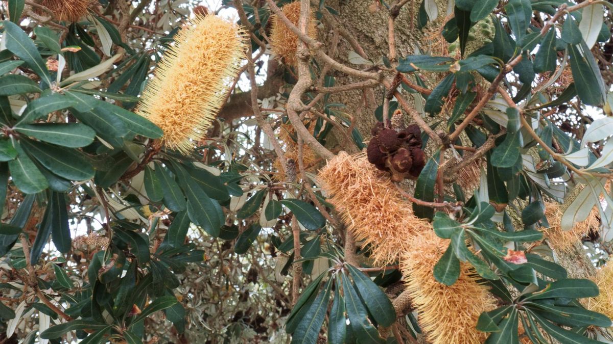caladium plant pink Pink Caladium Hanging Bush – Magnolias main image 1