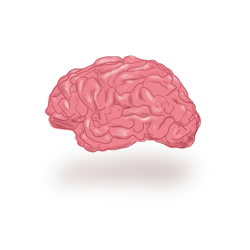 Brain