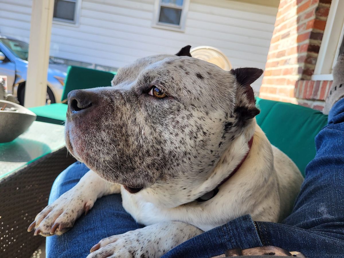 Read My Draft Coverage or I Sic This Dog on You!