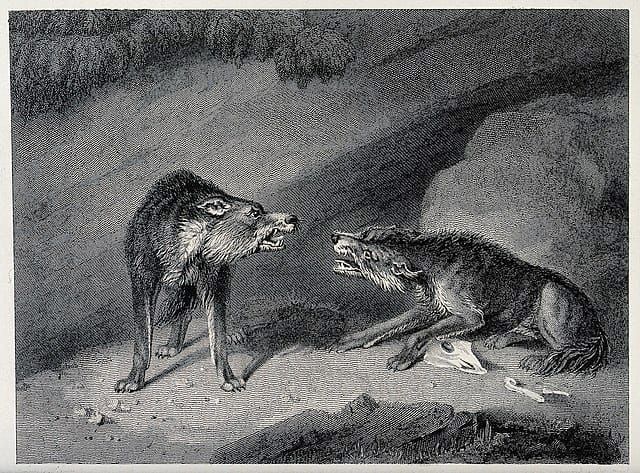 Walkthrough Week 7: The Wolf You Feed