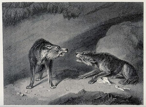 Walkthrough Week 7: The Wolf You Feed