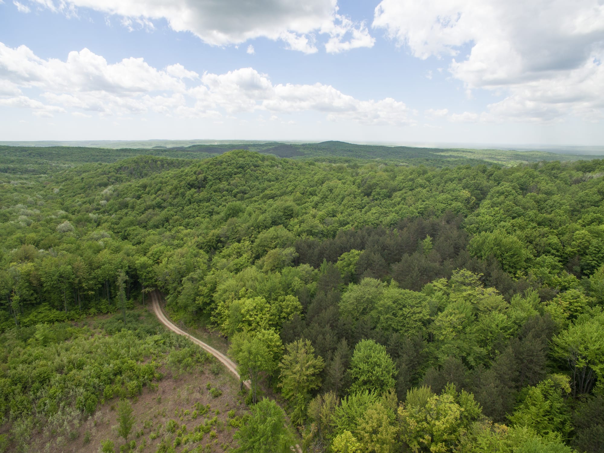 Manistee National Forest, Michigan — one of the primary hotspots for Dogman sightings in North America, where the modern legend took root in 1887