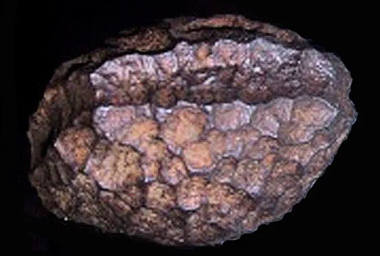 The Wolfsegg Iron: A 20 Million Year Old Enigma or Artificial Artefact?