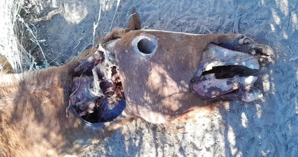 Argentine Horse Reportedly Victim of Cattle Mutilation Phenomenon