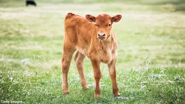 Authorities Probe Unexplained Cattle Mutilations in Idaho