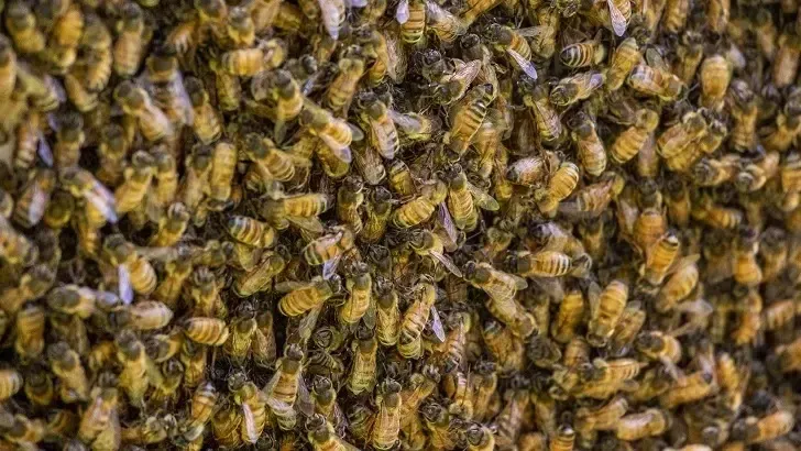 Accused Witch Doctor Allegedly Summons Bee Swarm to Ugandan Courthouse