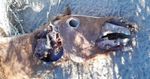 Argentine Horse Reportedly Victim of Cattle Mutilation Phenomenon