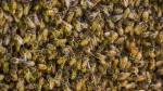 Accused Witch Doctor Allegedly Summons Bee Swarm to Ugandan Courthouse
