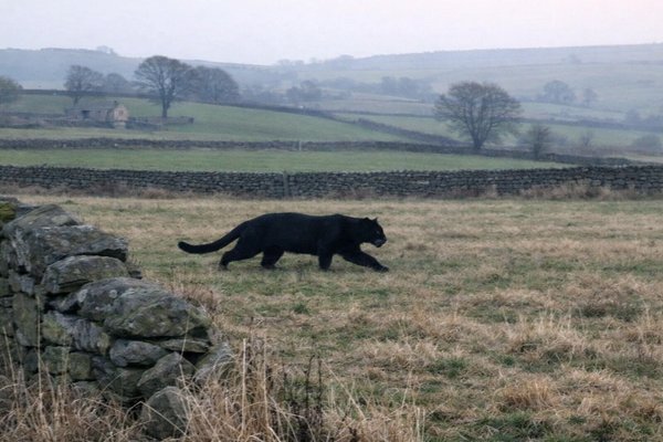 British Couple Films Possible Panther During Birthday Trip in England