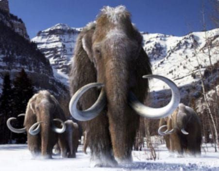 Scientists Make Progress Toward Reviving Woolly Mammoths Using Ancient DNA