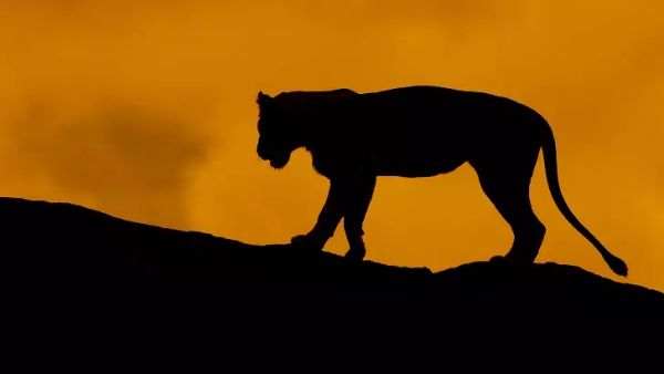 ‘Puma-Like’ Big Cat Sighting Reported in Scotland