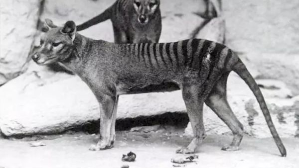The Tale of Ted Turner and the Tasmanian Tiger