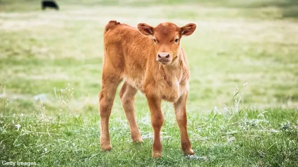 Authorities Probe Unexplained Cattle Mutilations in Idaho