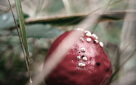 relational greenwashing