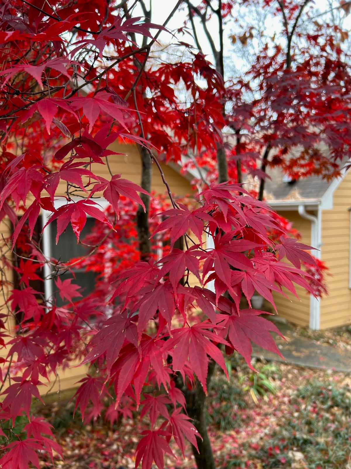 Actualización semanal, 21 de noviembre