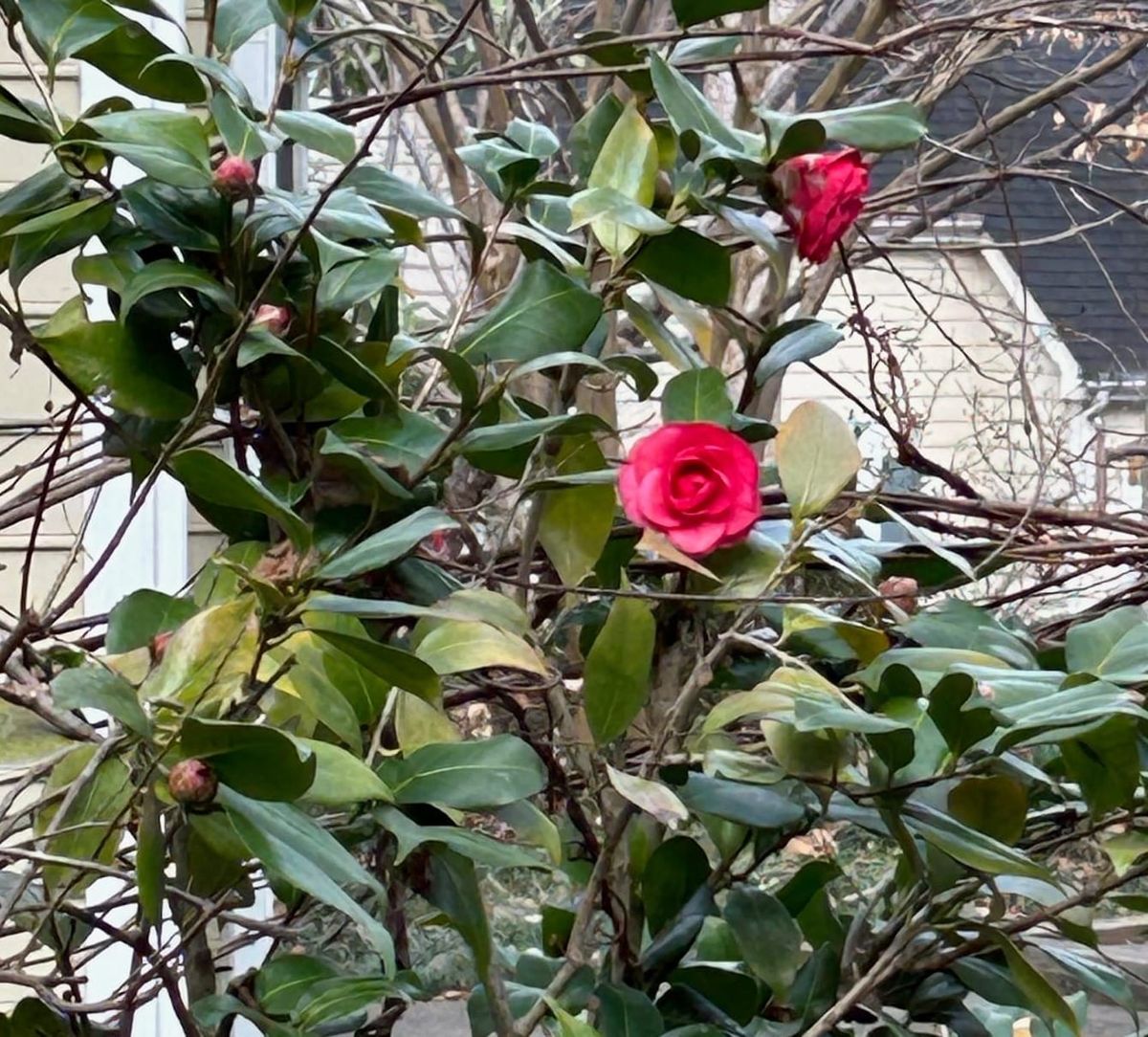 Weekly update, January 9