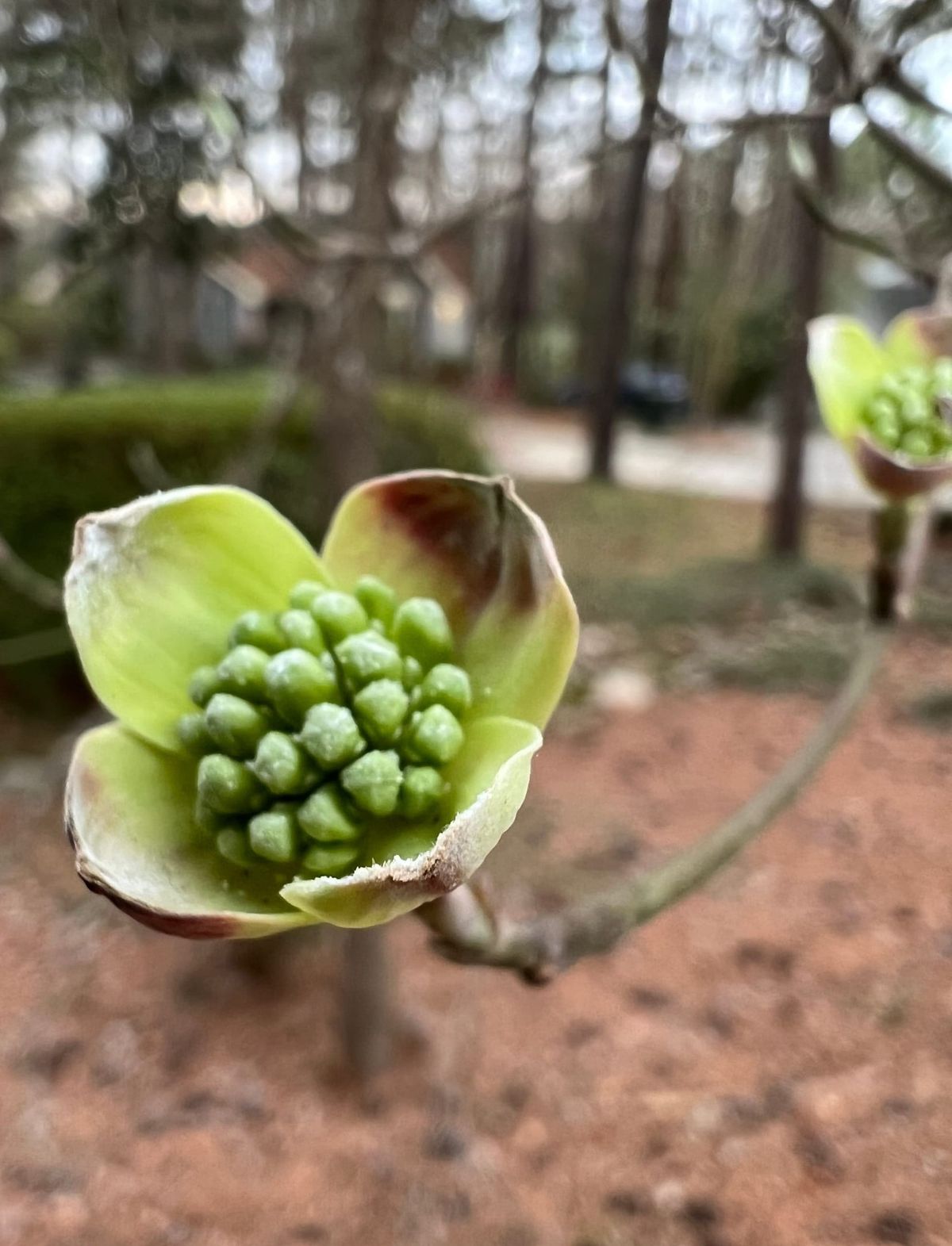 每周更新，3 月 20 日