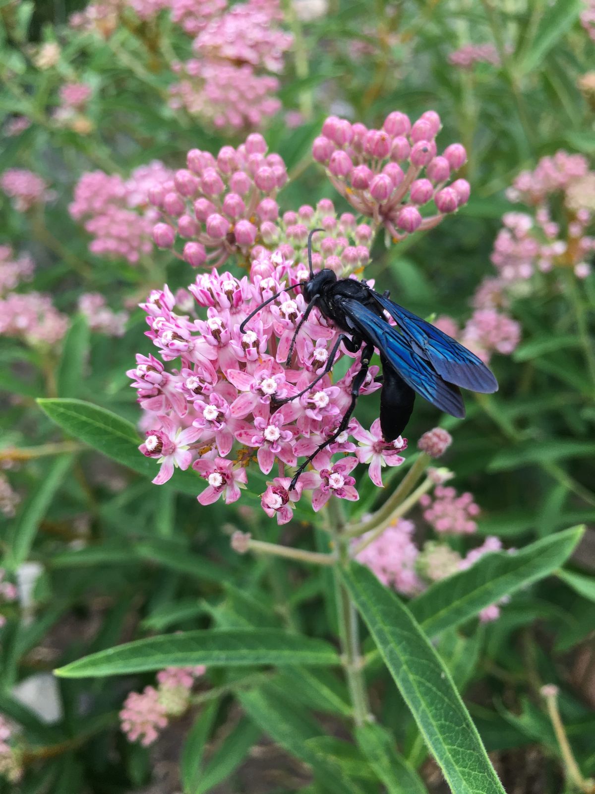 ¿Por qué plantar plantas autóctonas?