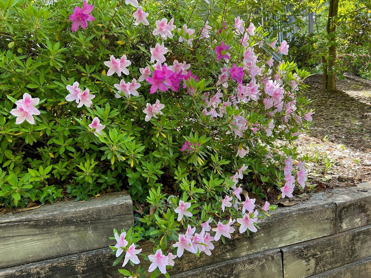 Weekly update, April 10