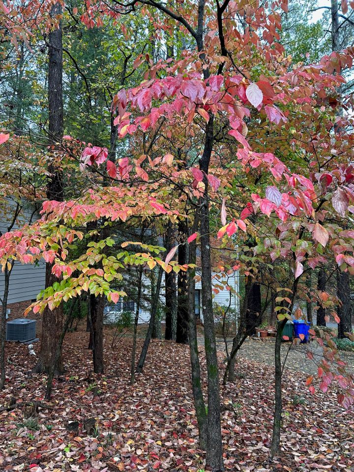 Weekly update, October 31