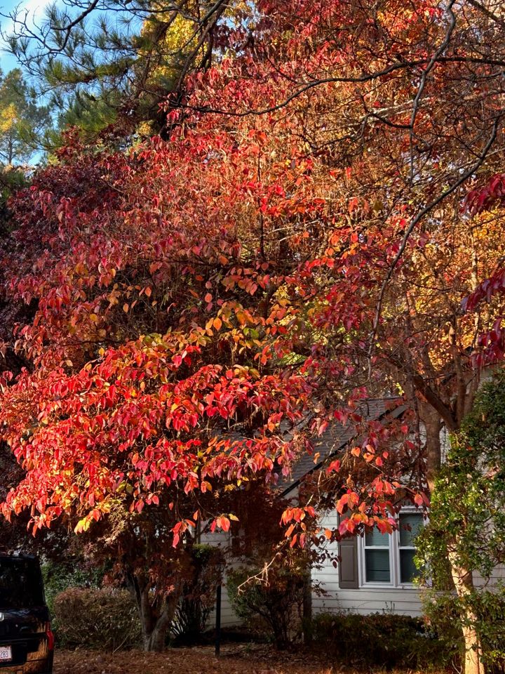 Housing in Carrboro: a brief overview