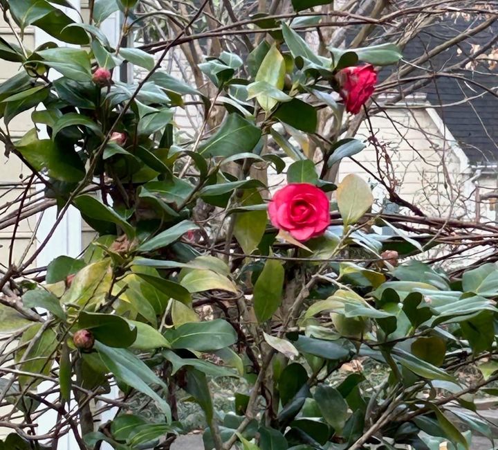 Weekly update, January 9