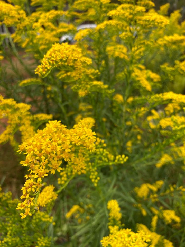 How to Plant Natives