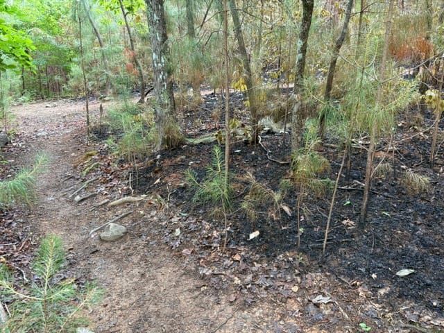 Perspective: Fire in Carolina North Forest