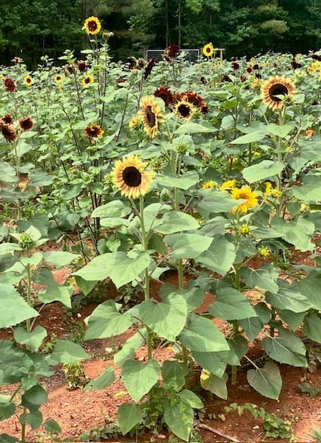 A Garden in Bloom