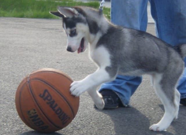 2026 B1G Basketball Previews: Washington
