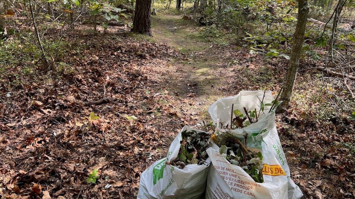 Controlling Invasive Species as Part of Routine Trail Maintenance, NY