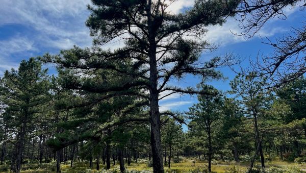 Pine Barrens Personhood: Another Layer of Protection