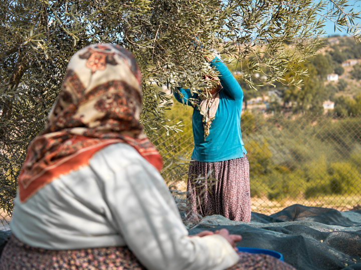 Why Lebanon’s Olive Harvest Is More Than Just a Harvest