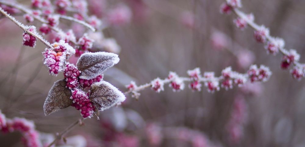 Red berries covered in frost