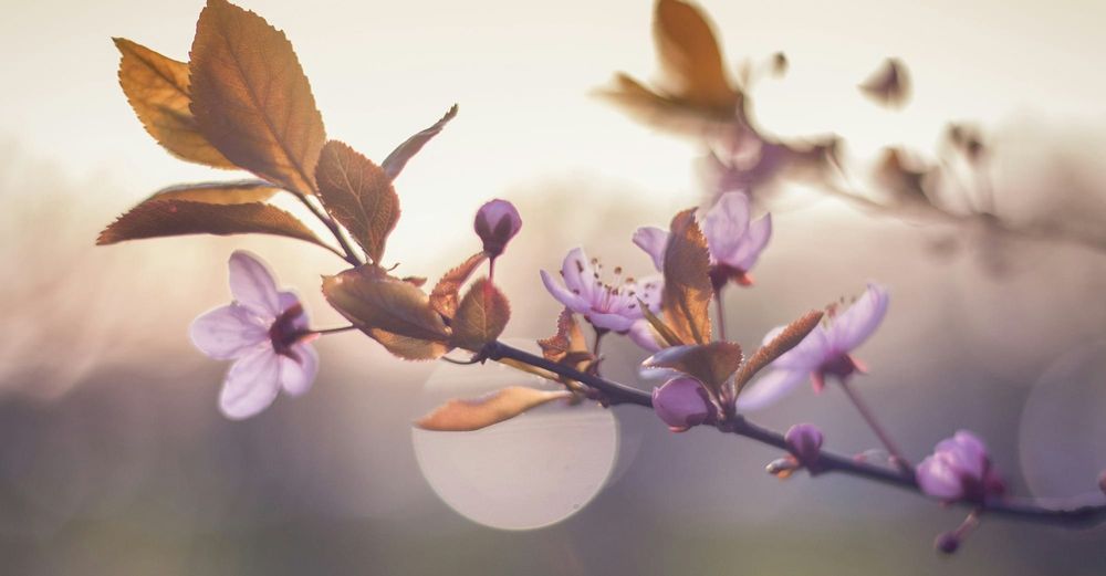 Purple flowering tree