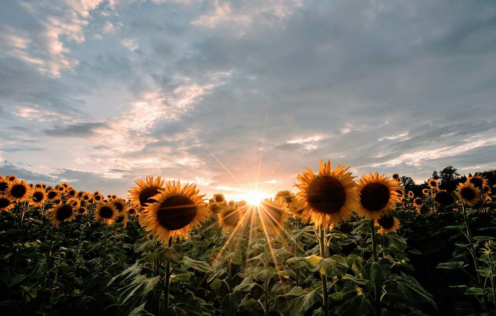 Sunflowers in a field