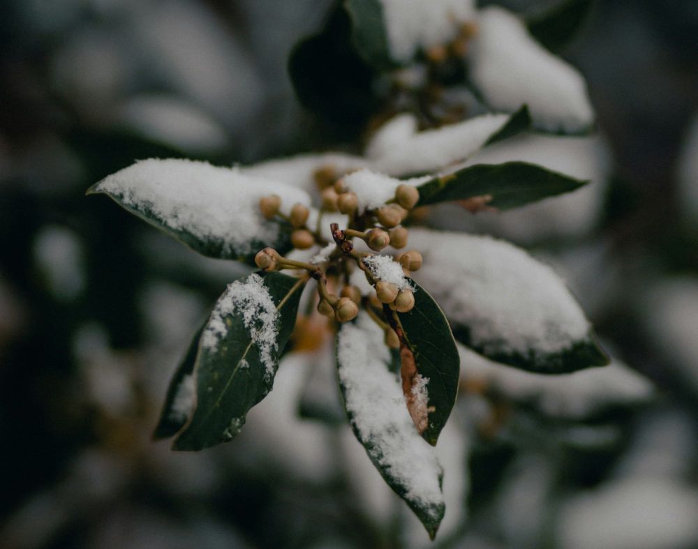 Snow covered leaves