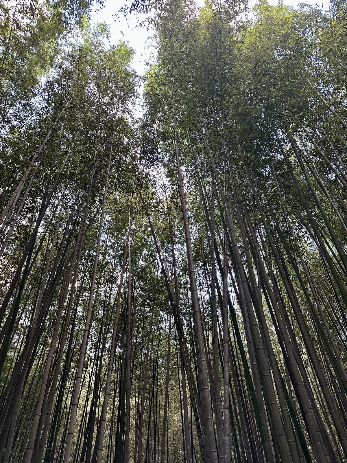 Healing Through Mind, Body, and Breath