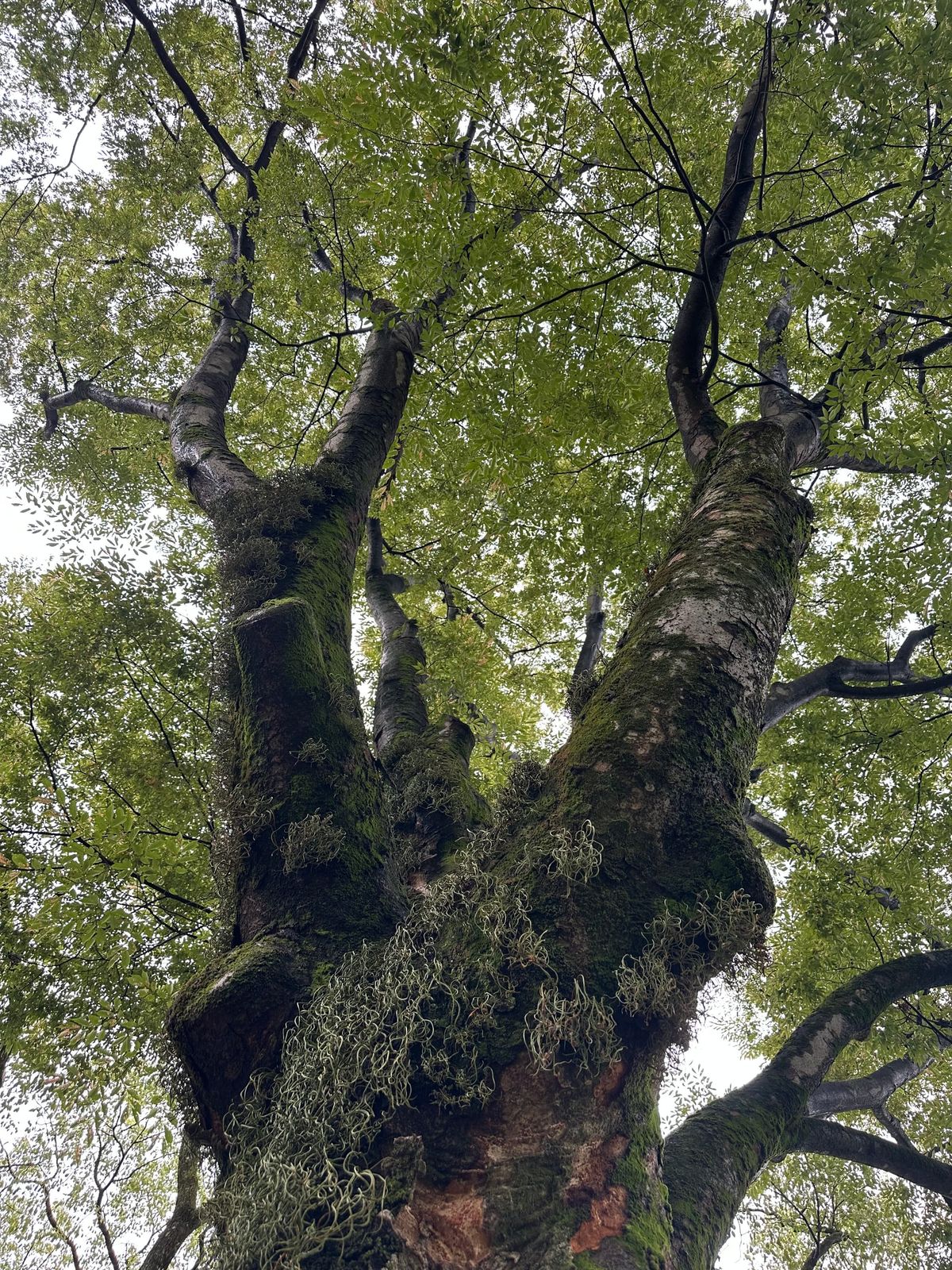 The Art of Healing: Reflections for the Returning Self