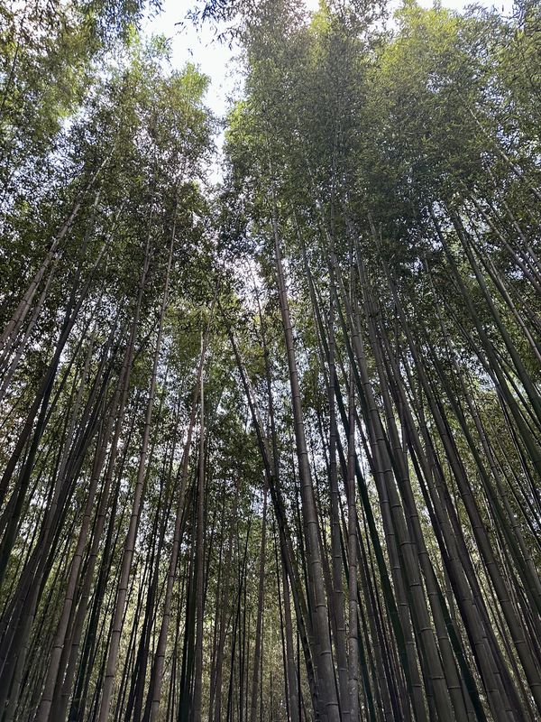 Healing Through Mind, Body, and Breath