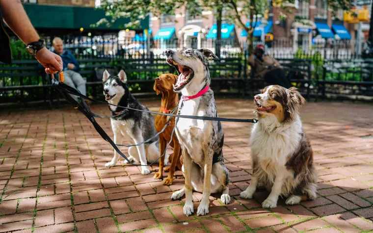 Find Your Perfect Puppy: Discover Adorable Companions Ready for Love!