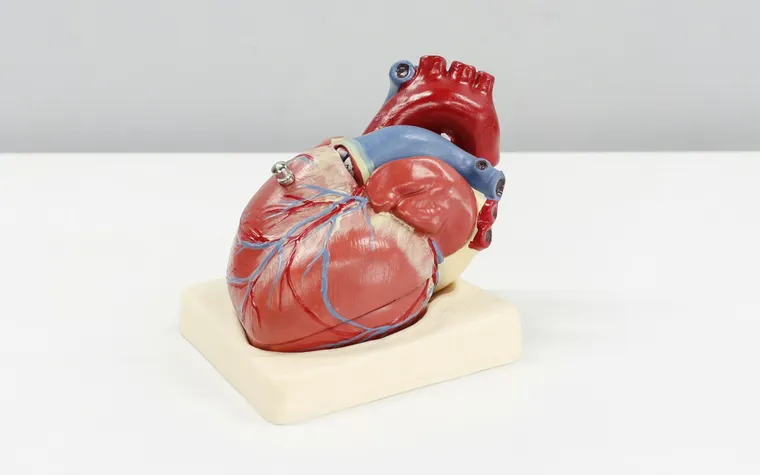 Afib Symptoms and Treatments: What You Need to Know