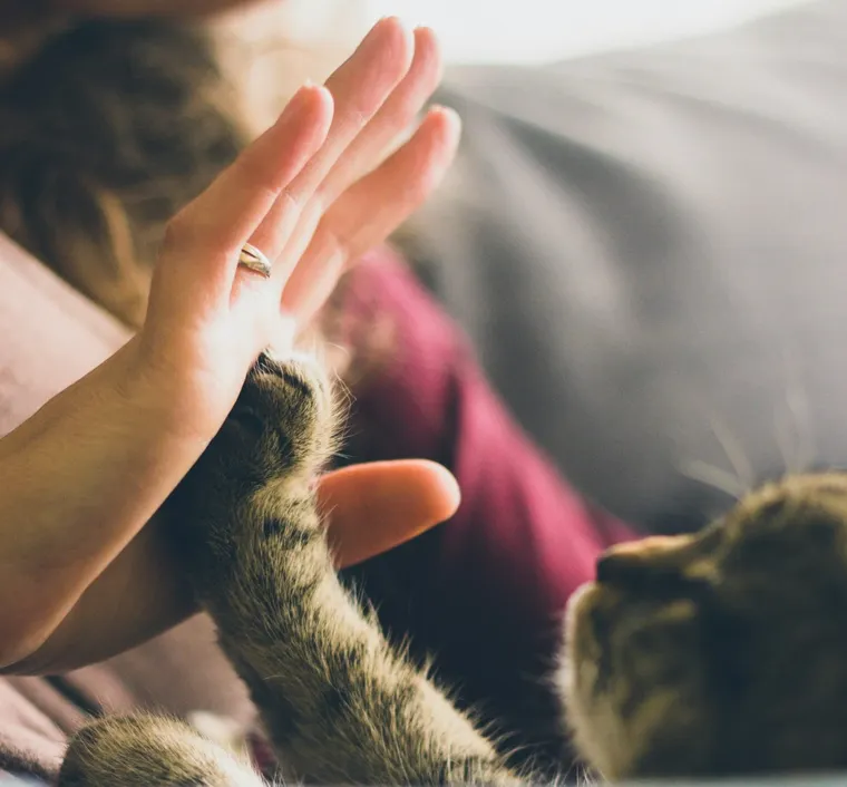 Protect your pets with our budget-friendly insurance plans.