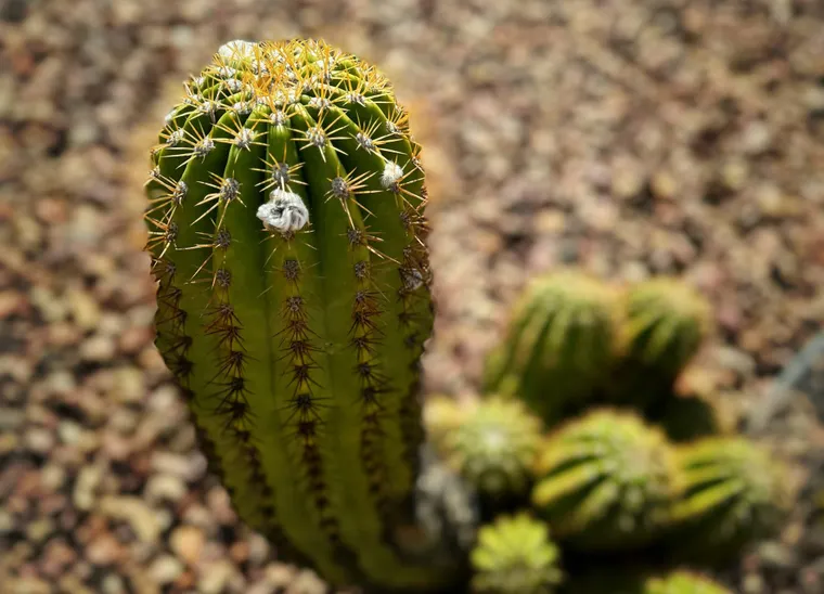 Understanding Penile Prosthesis as a Treatment for Erectile Dysfunction