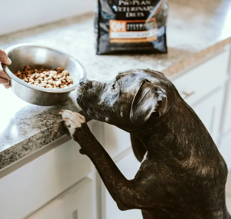 Best and Worst Dog Foods of 2025