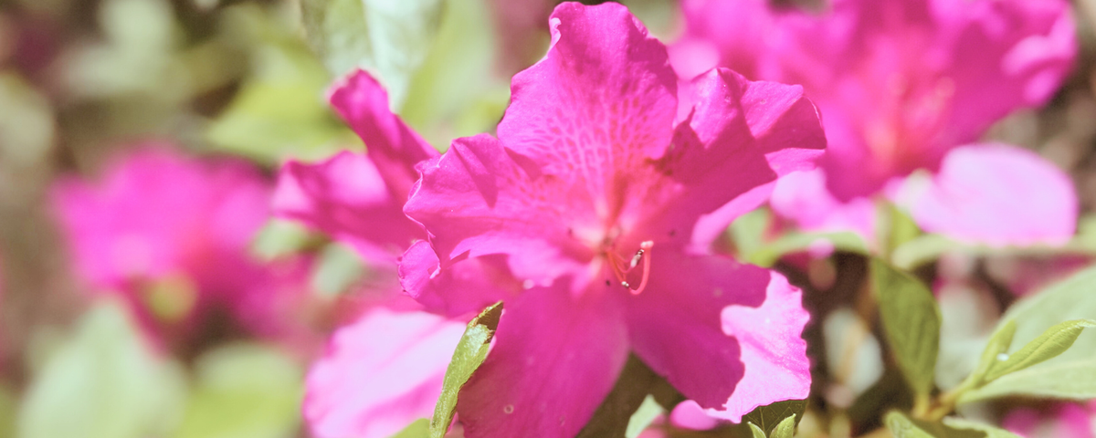 🌸 Beaufort, SC Weekend Events Roundup: Sunshine, Spring Fun & Local Happenings